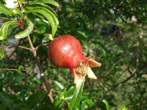 大果石榴種植|園藝達人栽培術：酸甜紅寶石－石榴